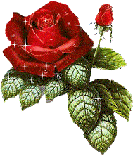 roses_red