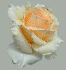 thumb_blume62.gif