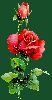 thumb_blume77.gif